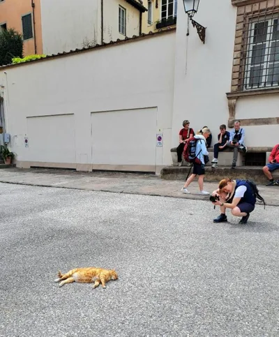 Nel cuore del centro storico di Lucca a ridosso della Cattedrale di San Martino appartamento con accesso autonomo e giardino esclusivo – Photos 15